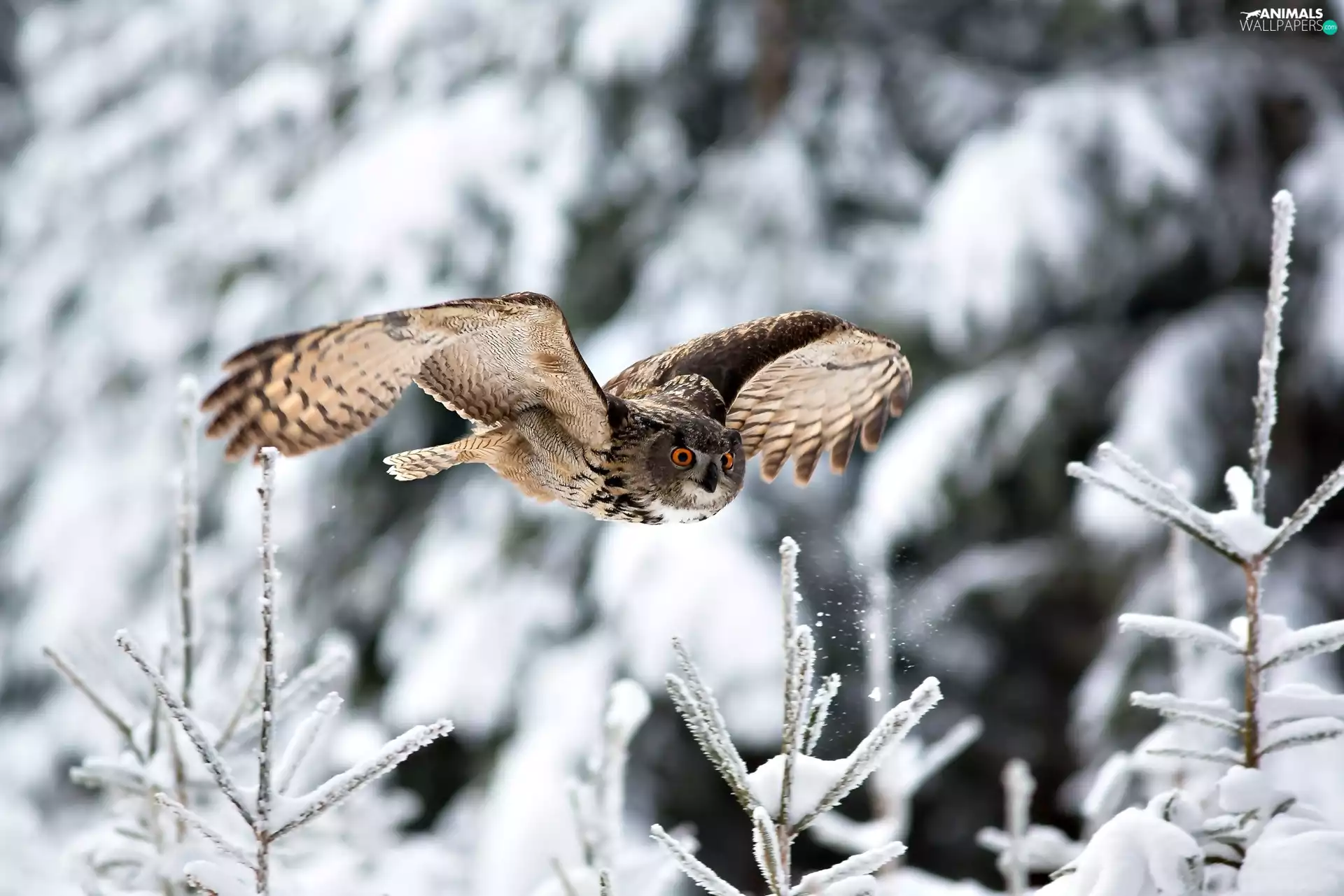 owl, trees, viewes, winter