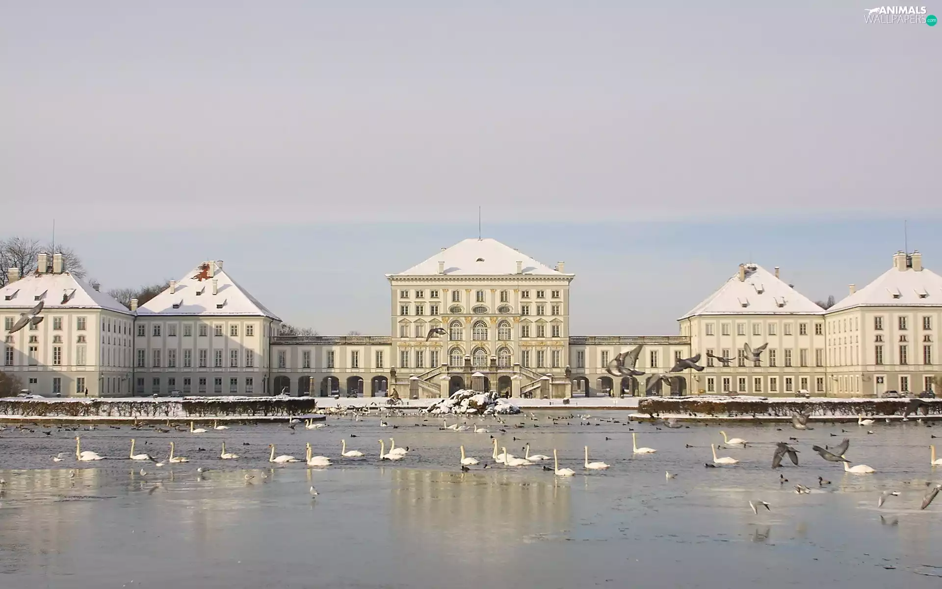 Palaces, lake, Swan, winter