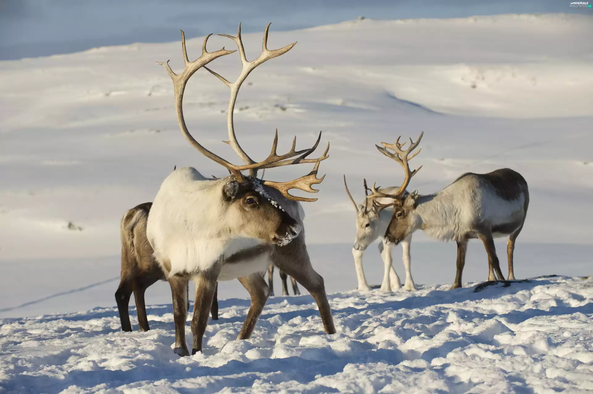 winter, reindeer