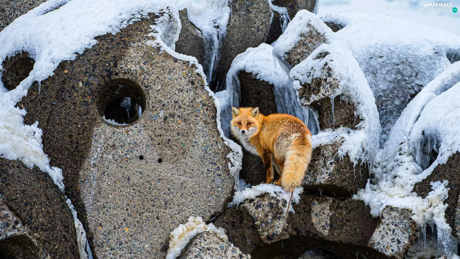 winter, Fox, rocks