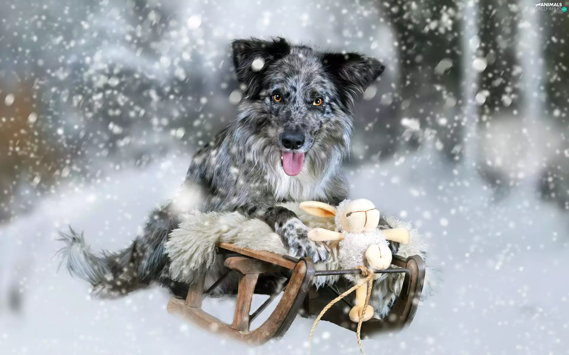 winter, Border Collie, toy, Blue merle coat, dog, snow, sledge