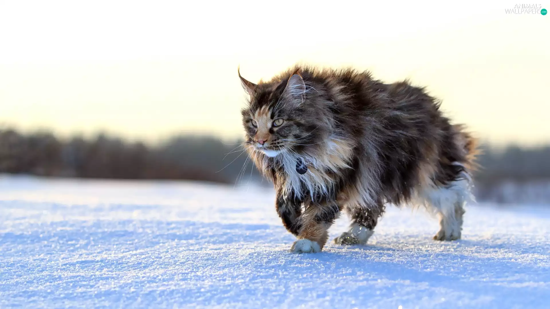 cat, winter, snow, Maine Coon