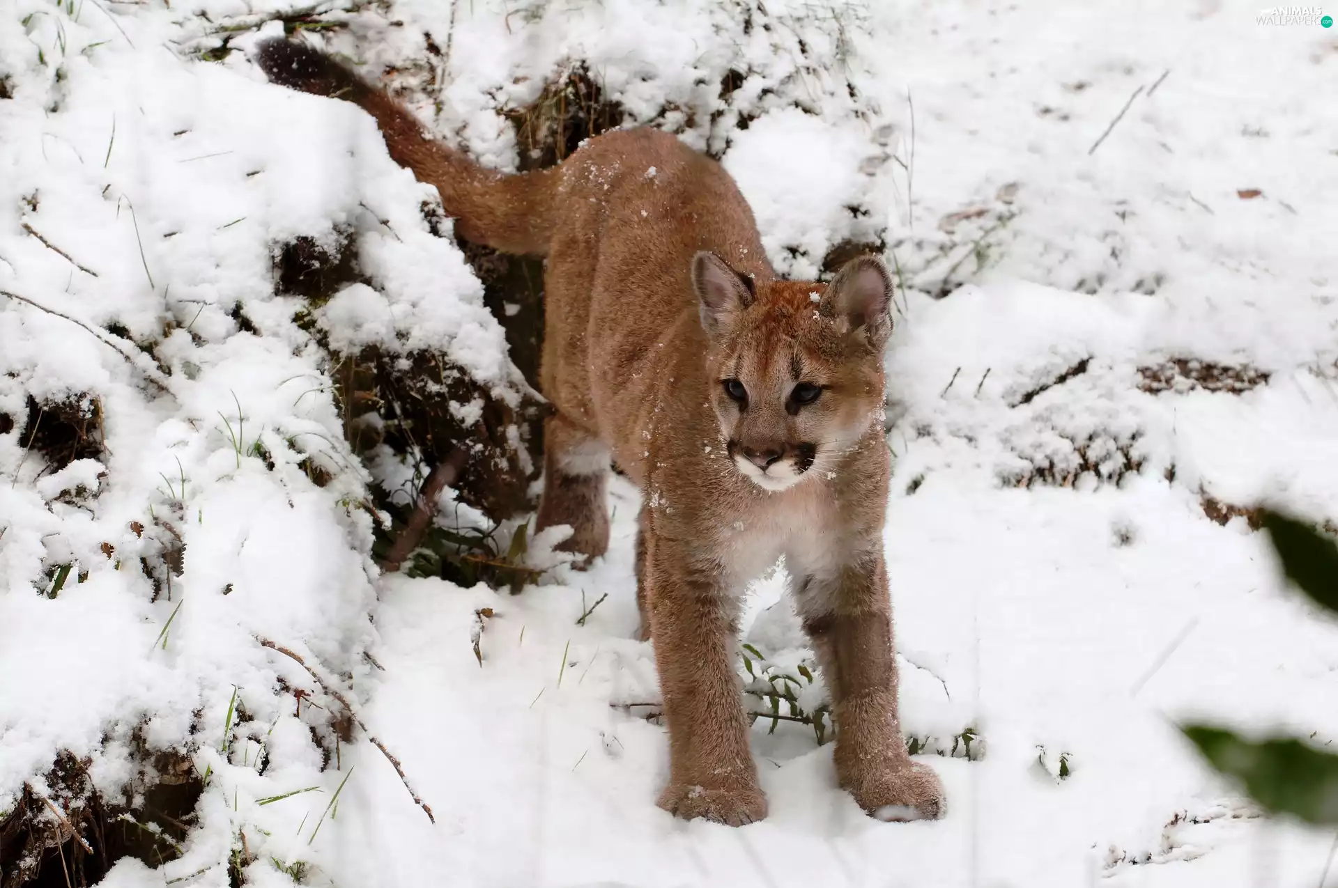 winter, cougar, snow