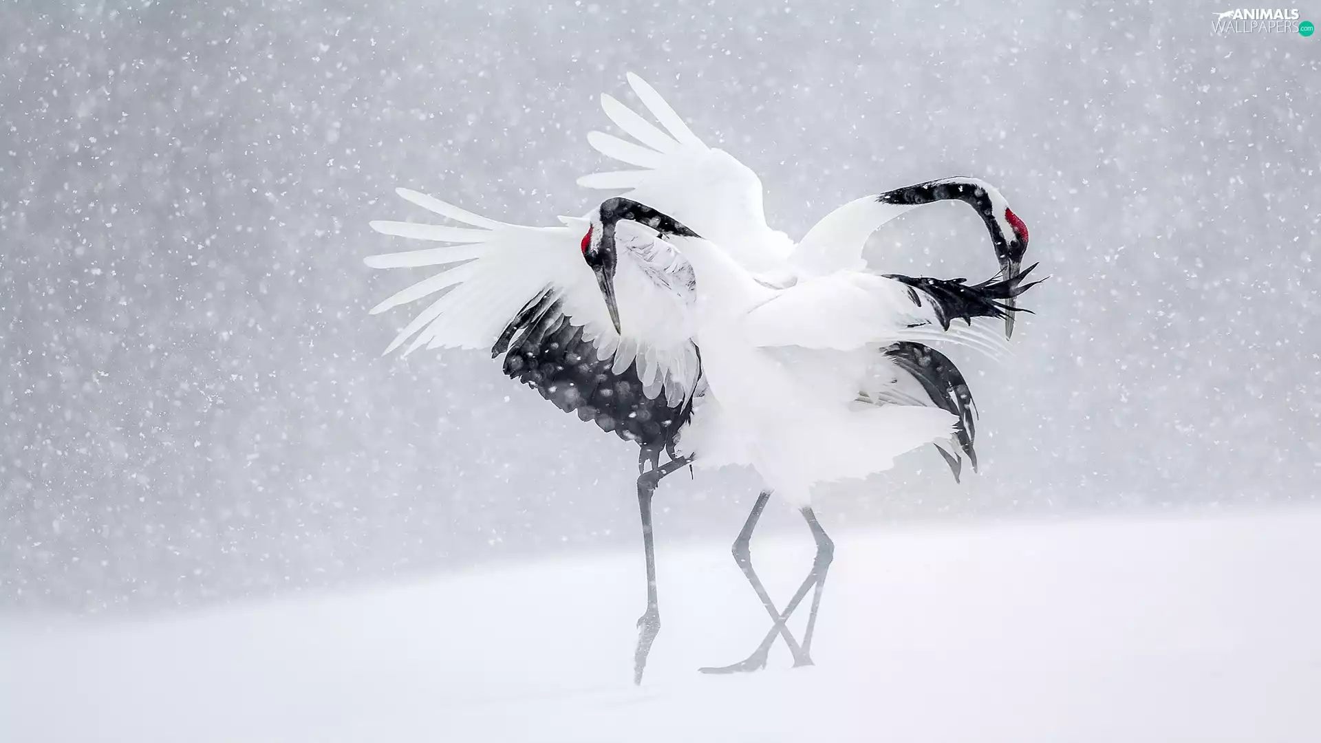 snow, Manchurian Cranes, winter