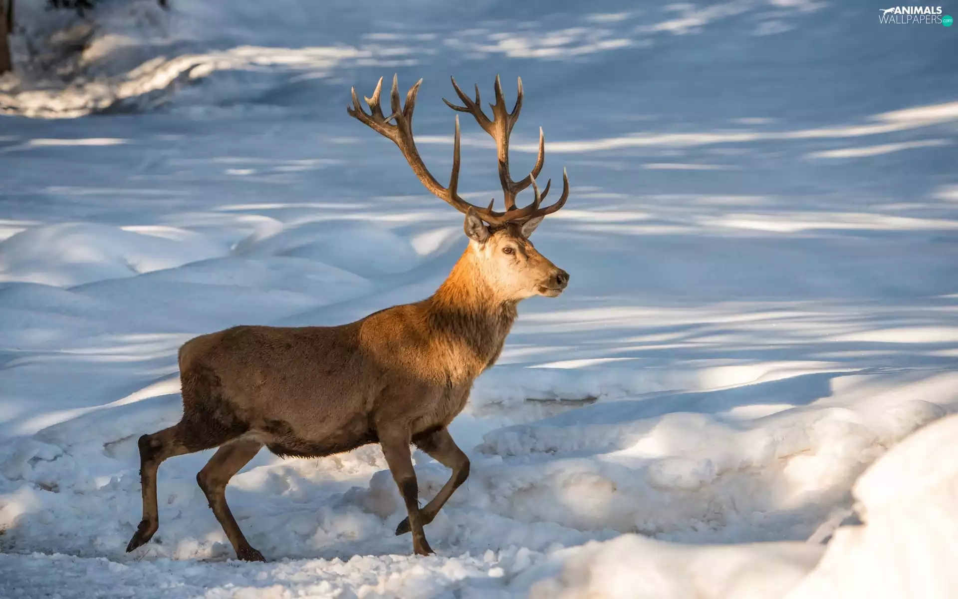 winter, deer, snow