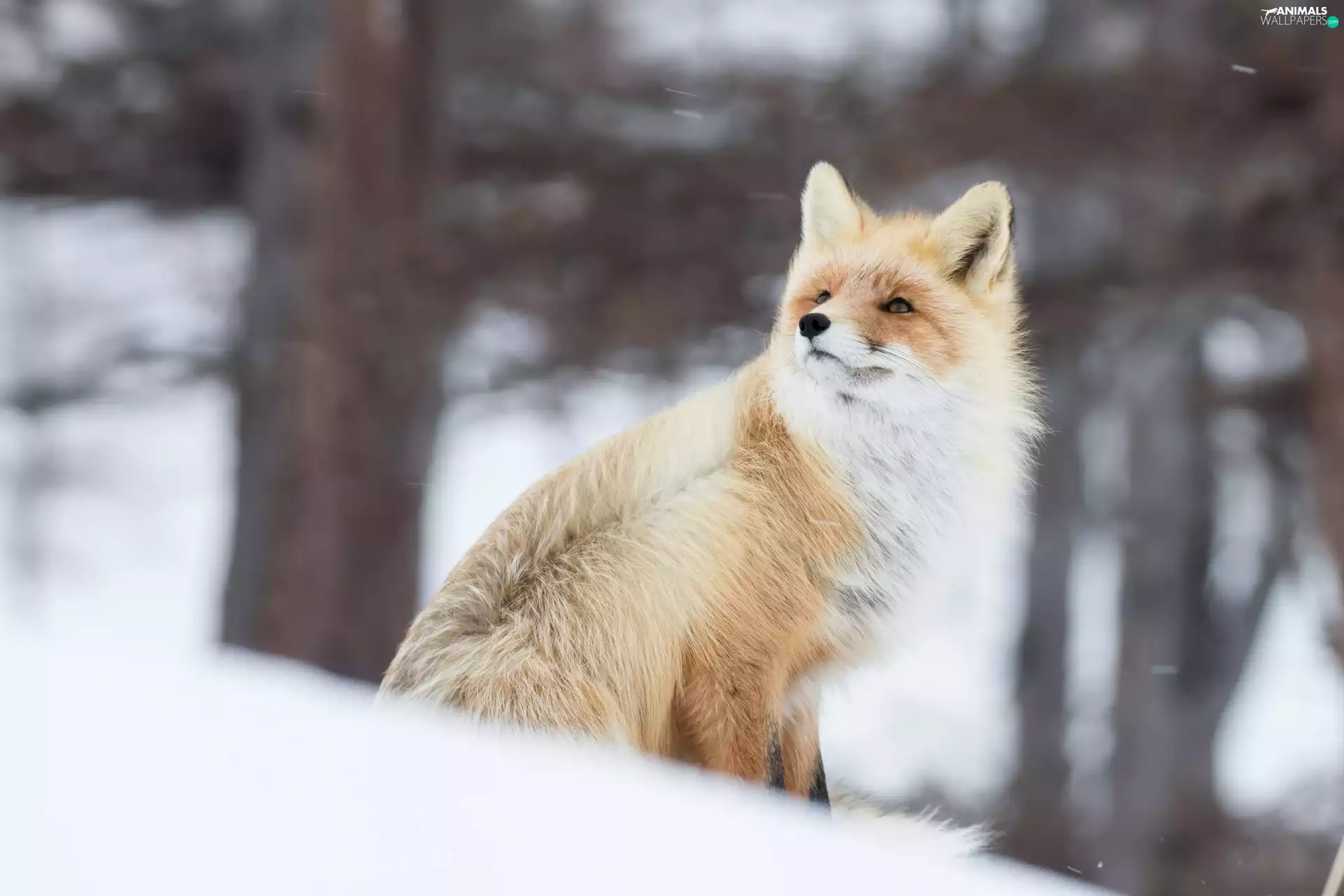 winter, Fox, snow