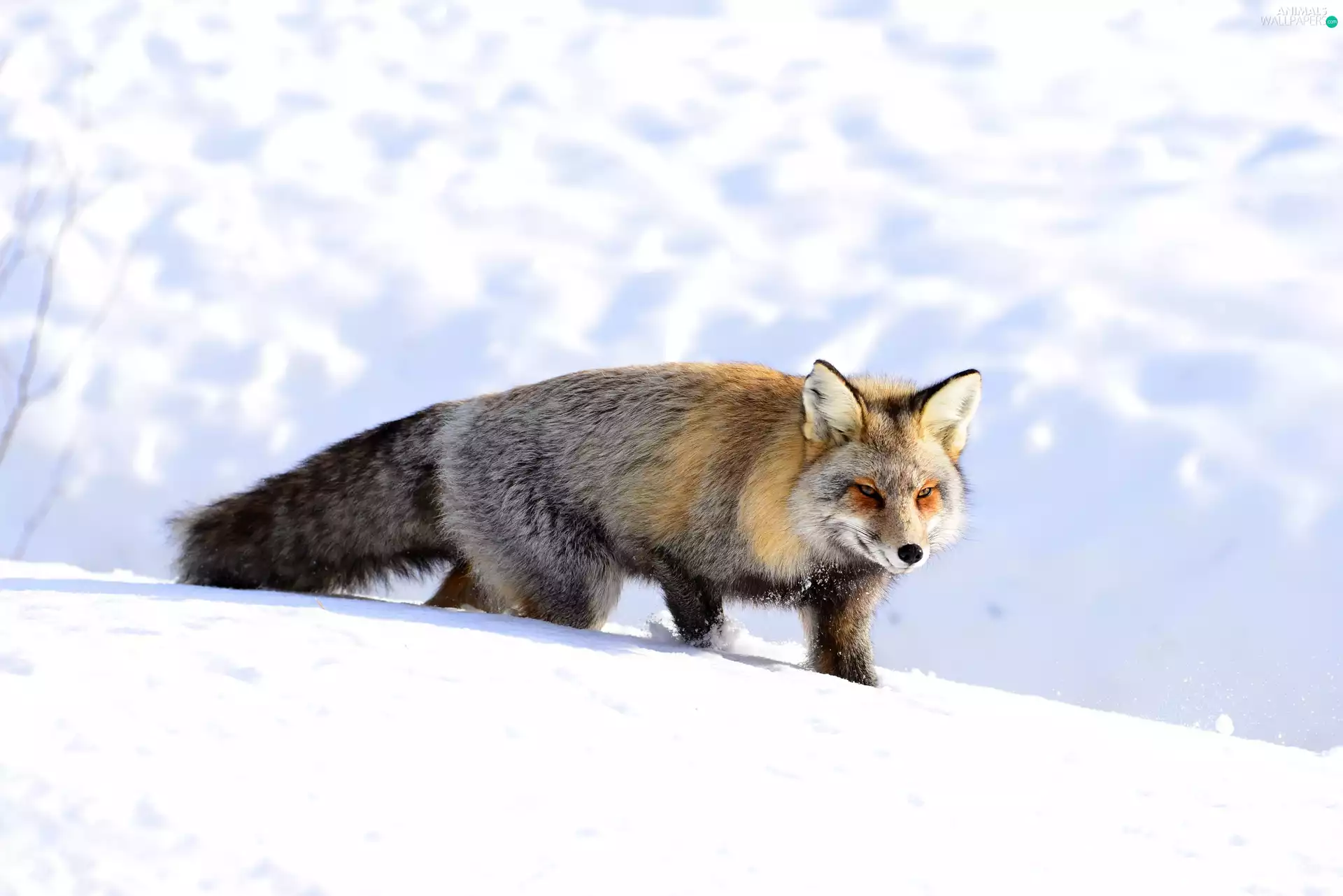 winter, Fox, snow