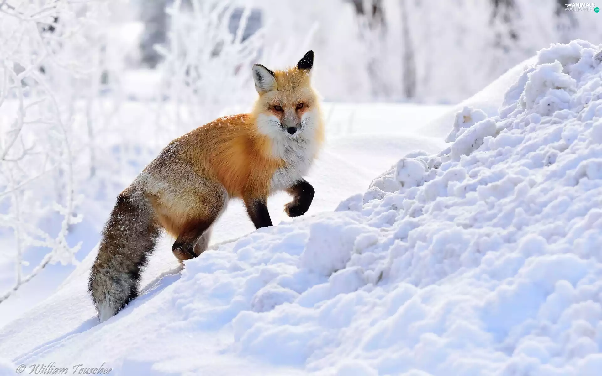 winter, Fox, snow