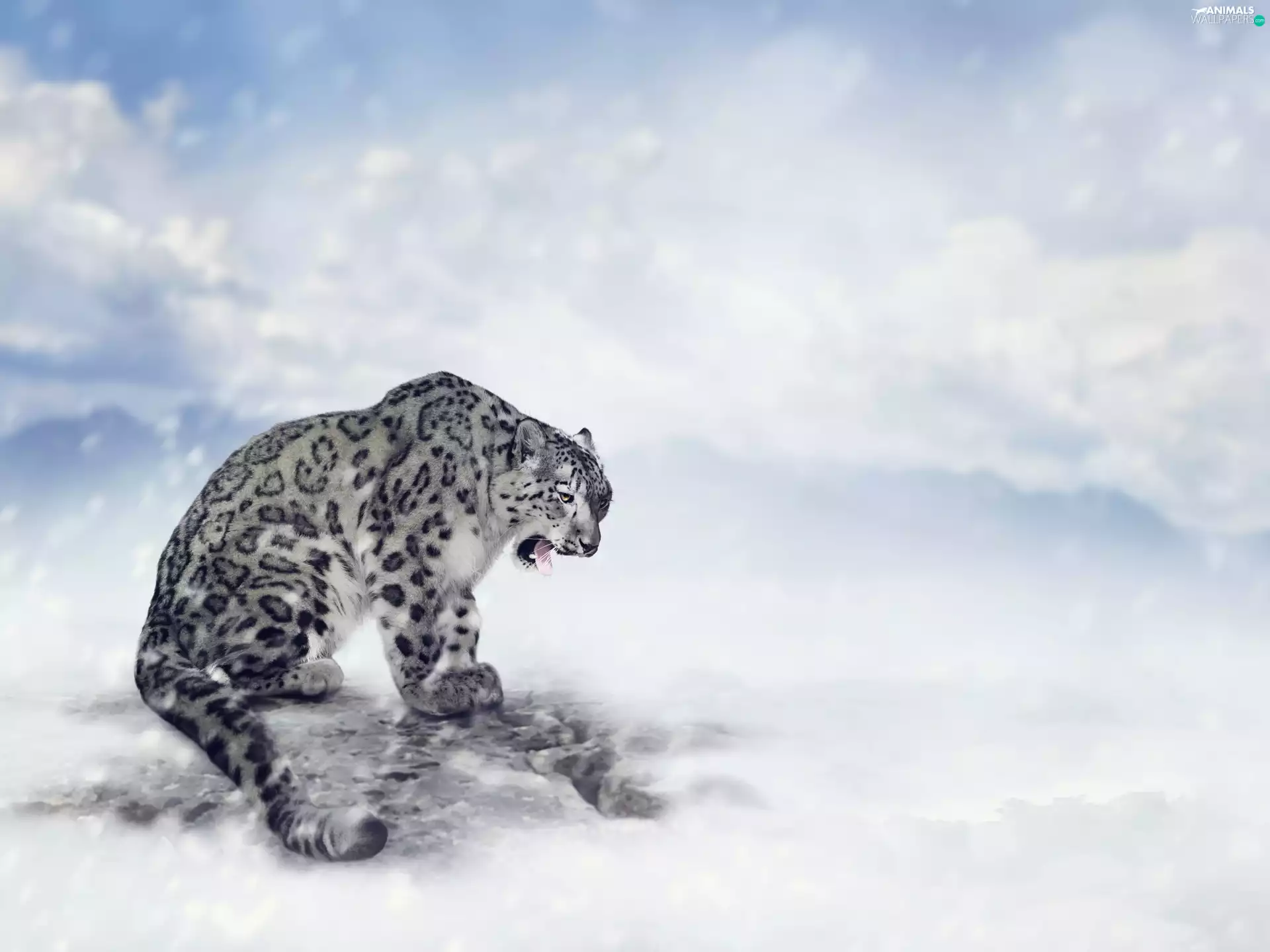 snow, snow leopard, winter
