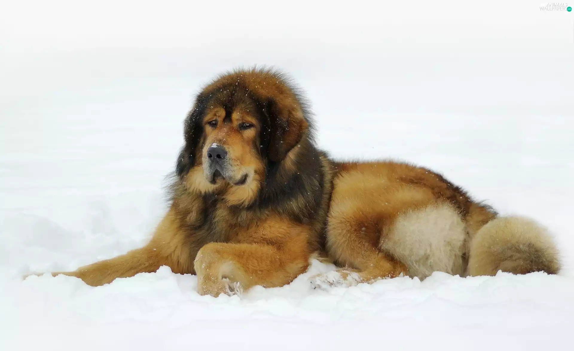dog, winter, snow, Tibetan Mastiff