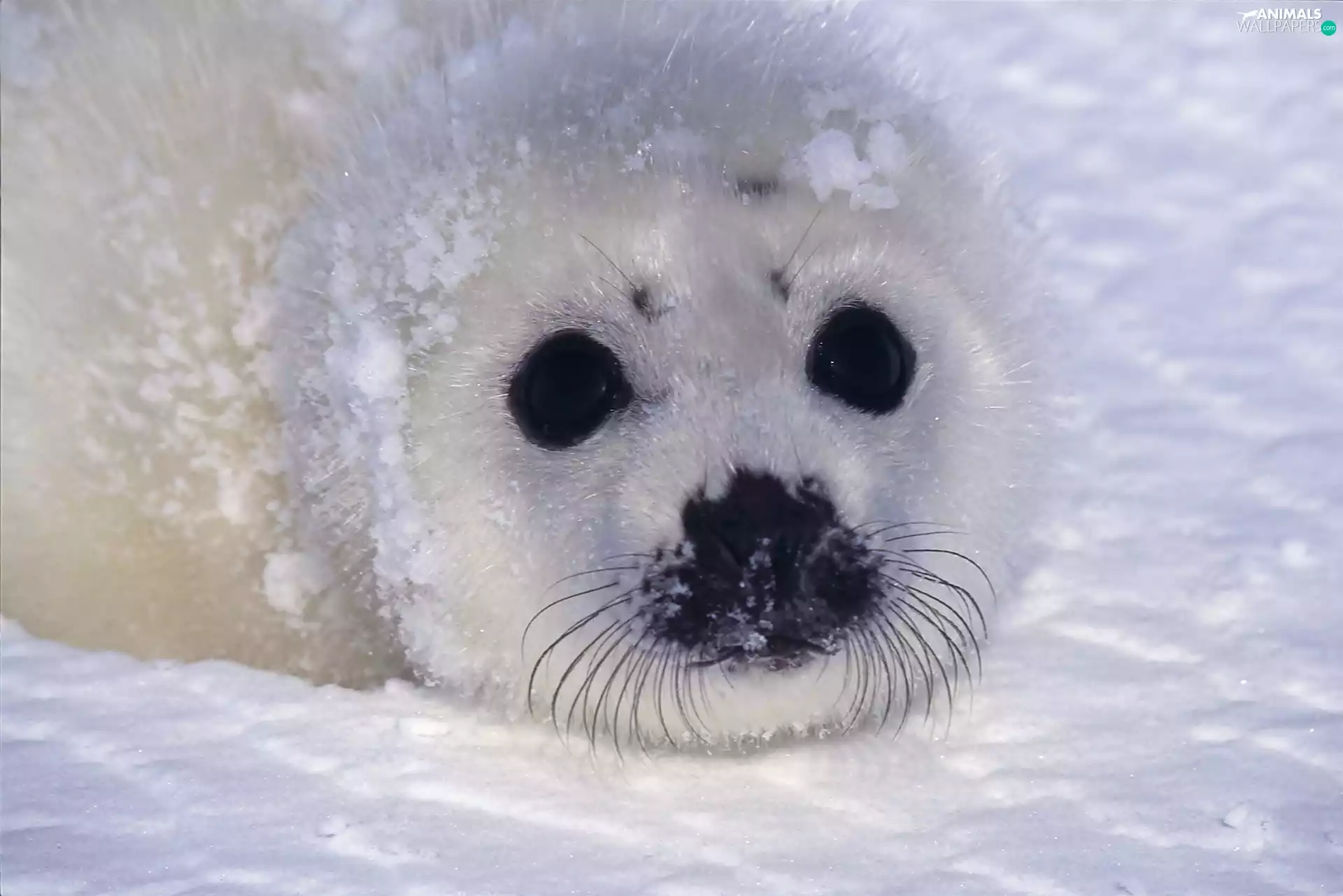 winter, seal, snow