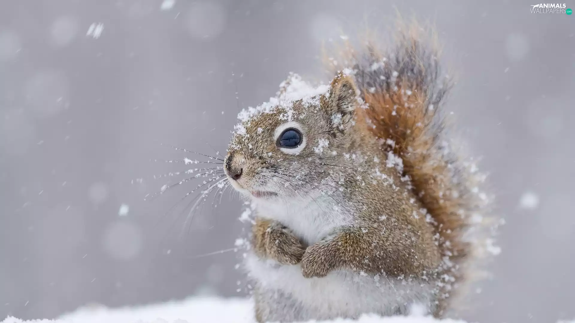 winter, squirrel, snow