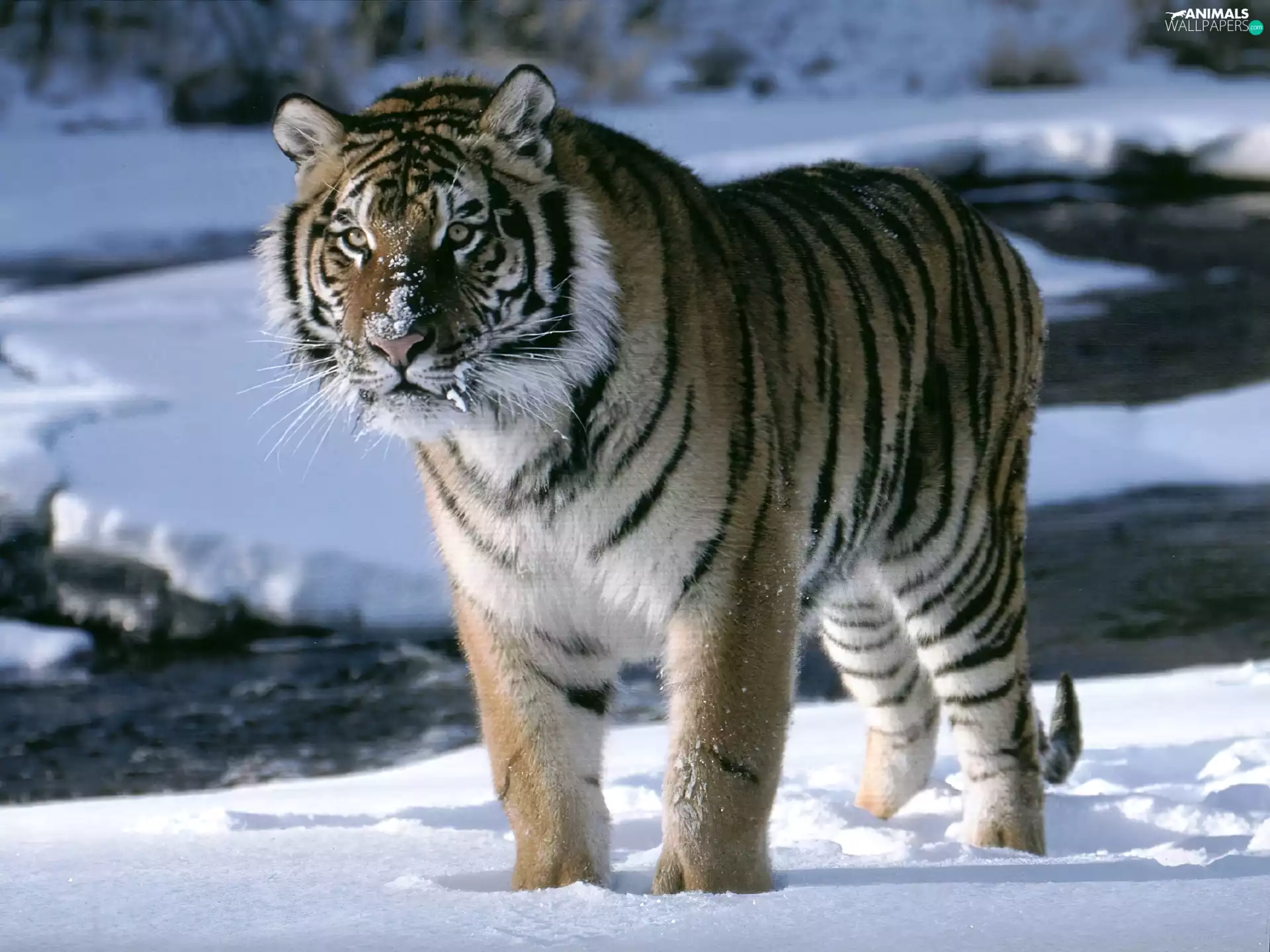 winter, tiger, snow