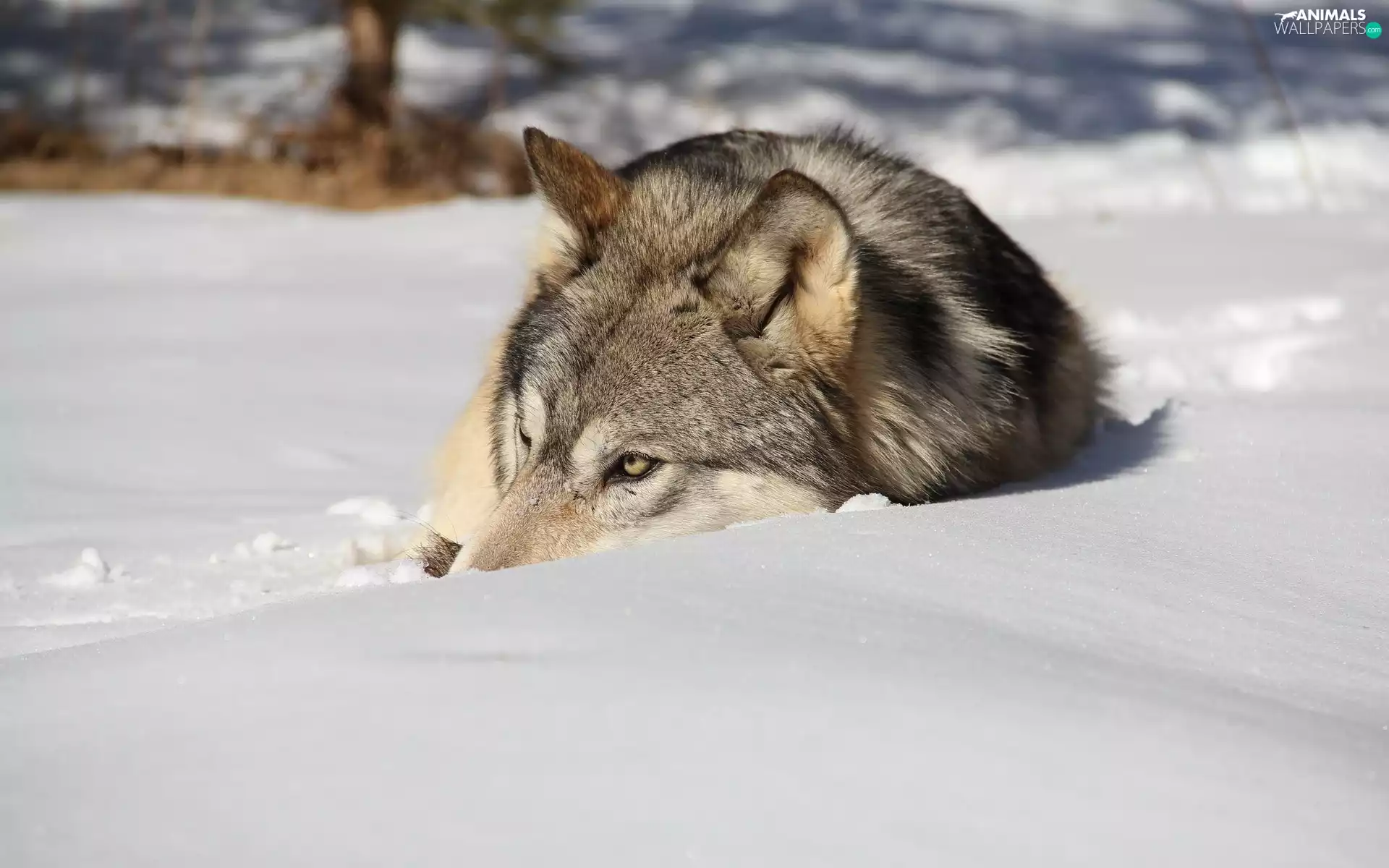 winter, Wolf, snow