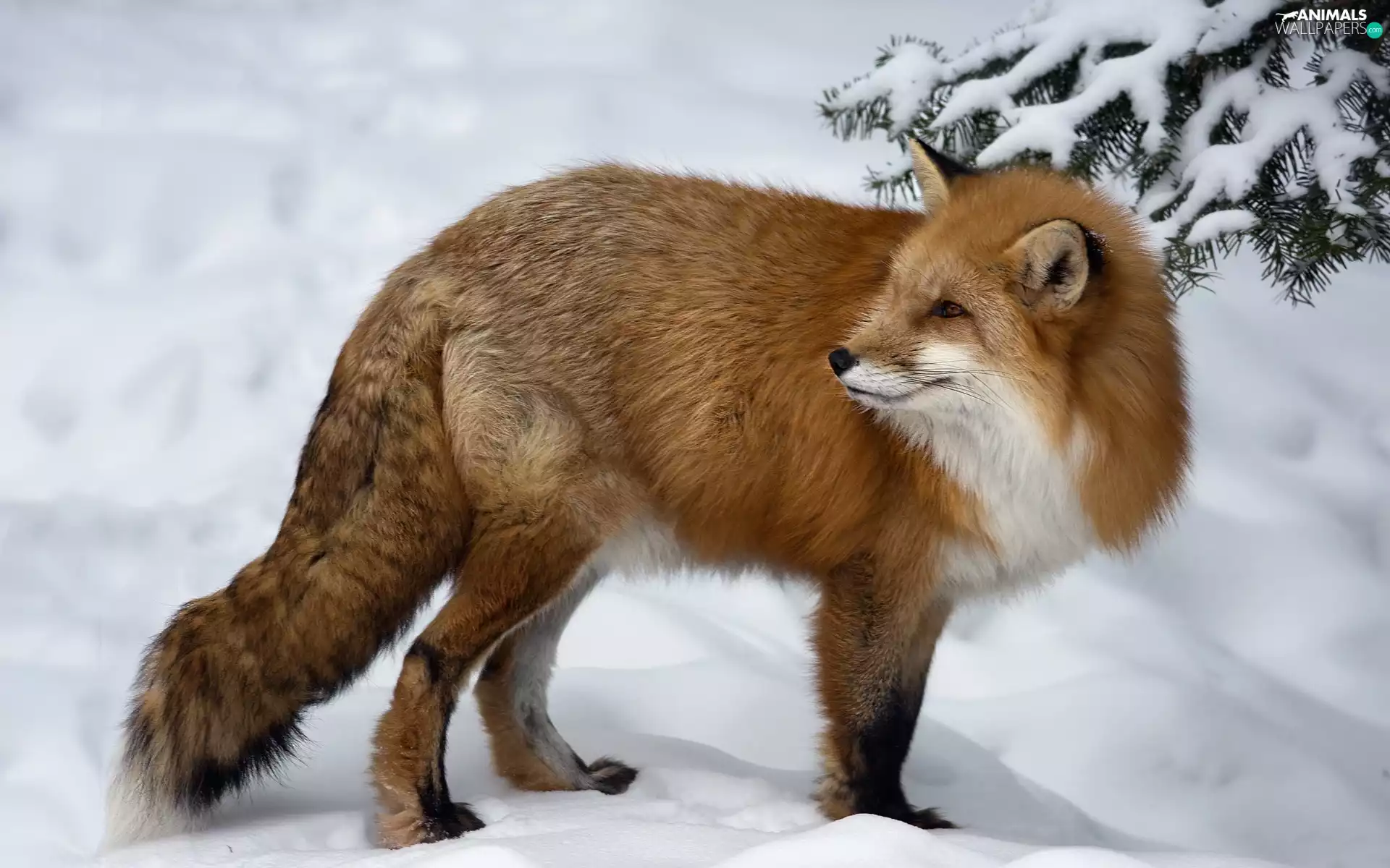 winter, Fox, spruce