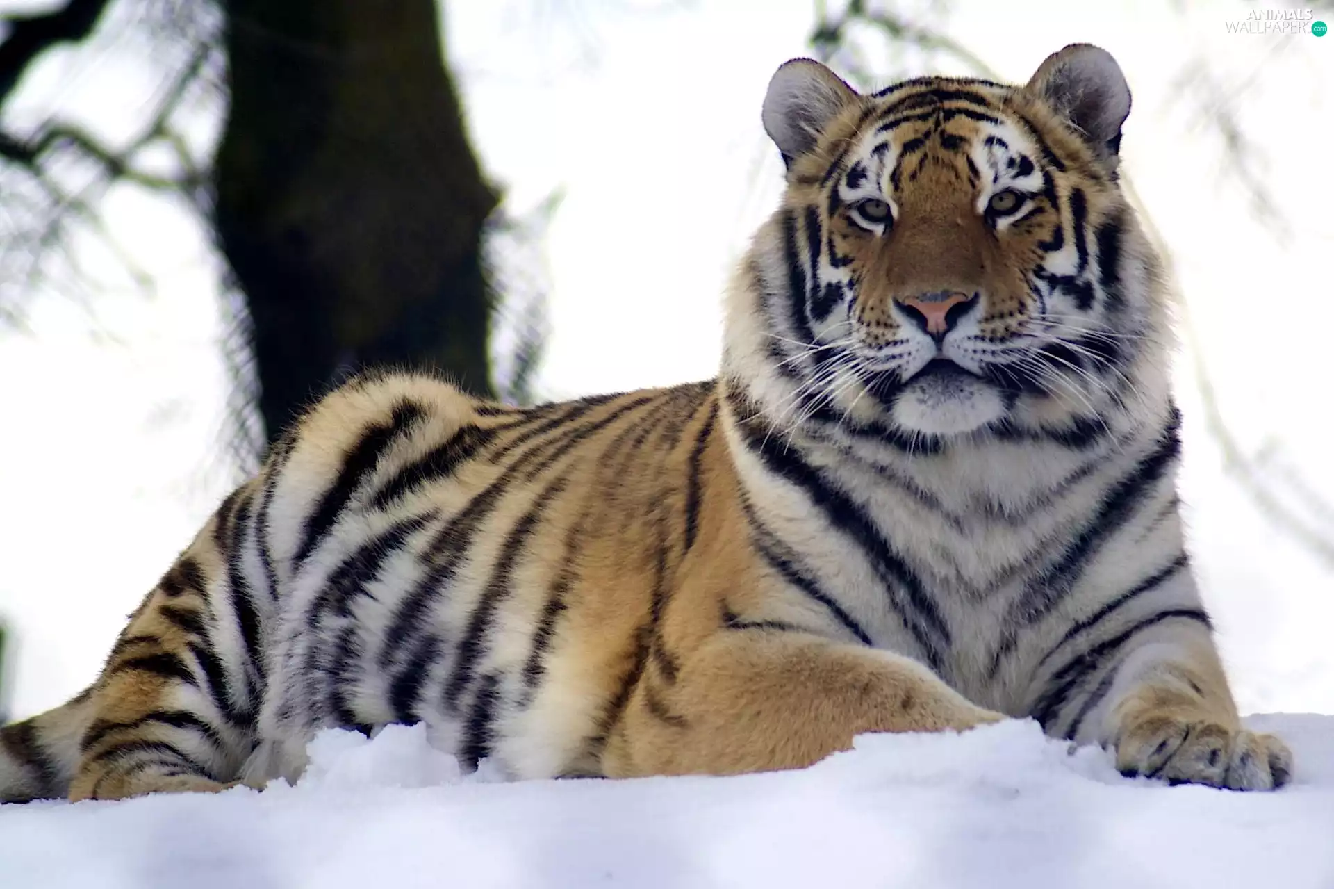 winter, tiger
