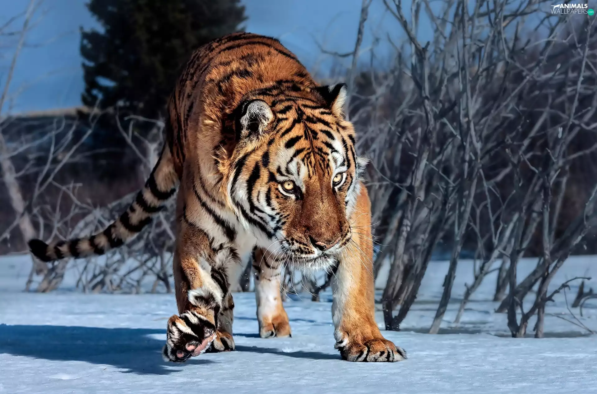 tiger, snow, Bushes, winter