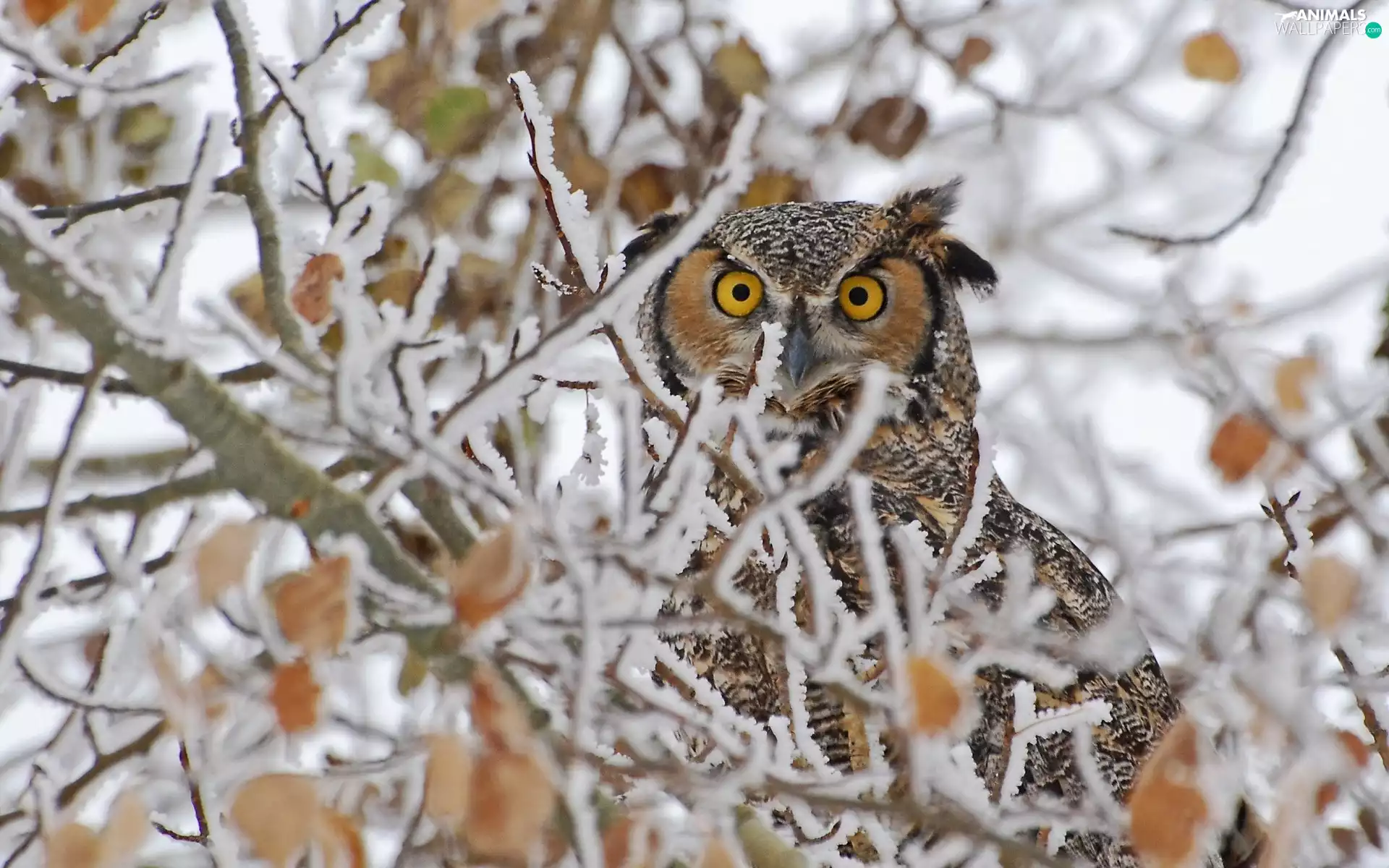 winter, owl, trees