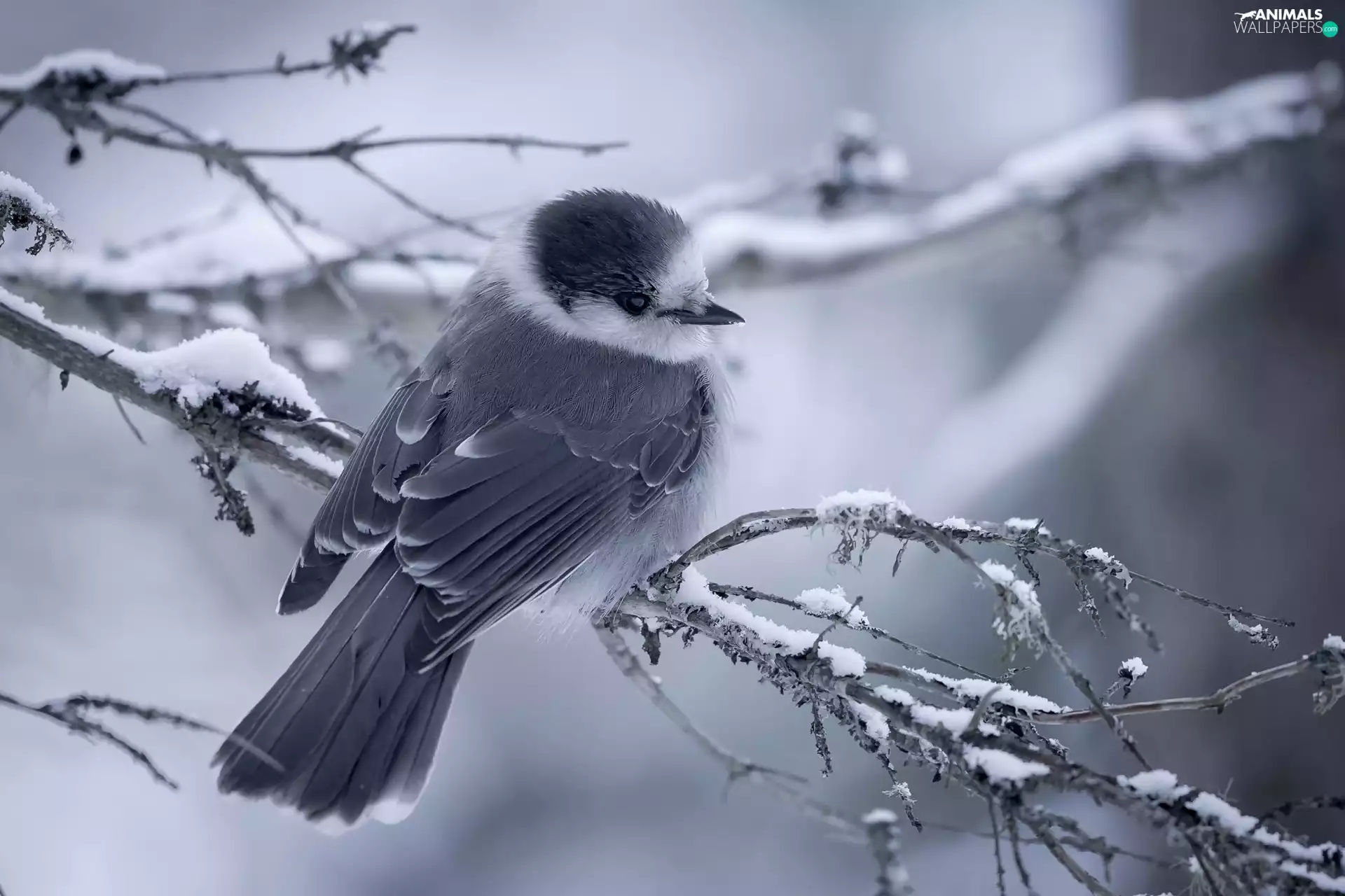 winter, birdies, twig