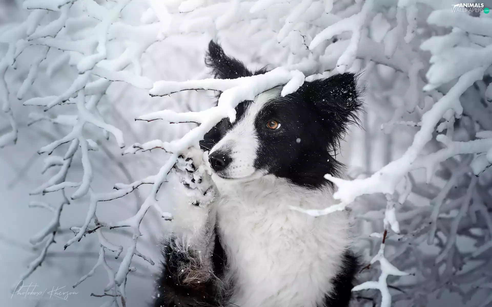 Snowy, dog, viewes, winter, trees, Border Collie
