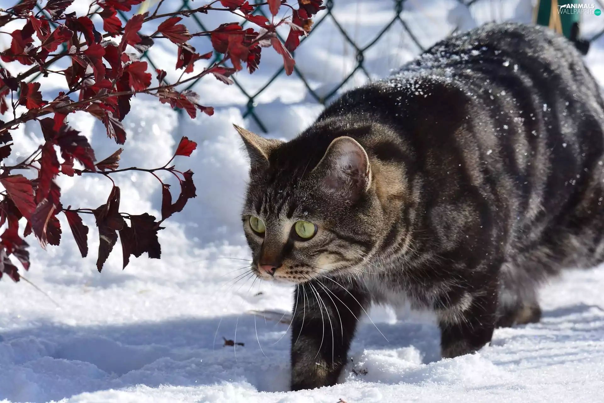 snow, winter, wander, fence, cat