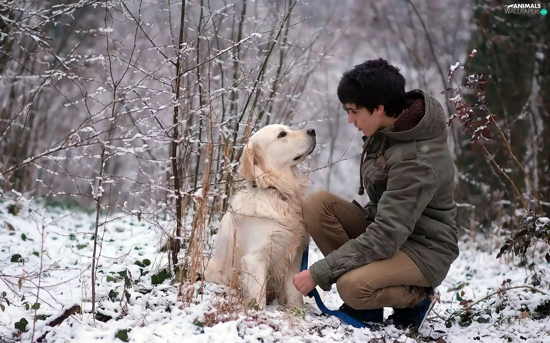 forest, dog, wander, Golden Retriever, girl, Path, winter