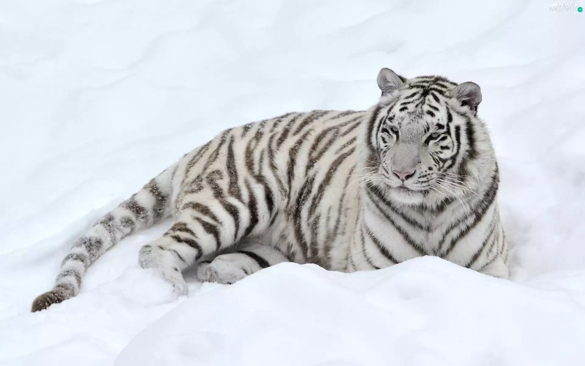 animal, winter, wild, cat, tiger