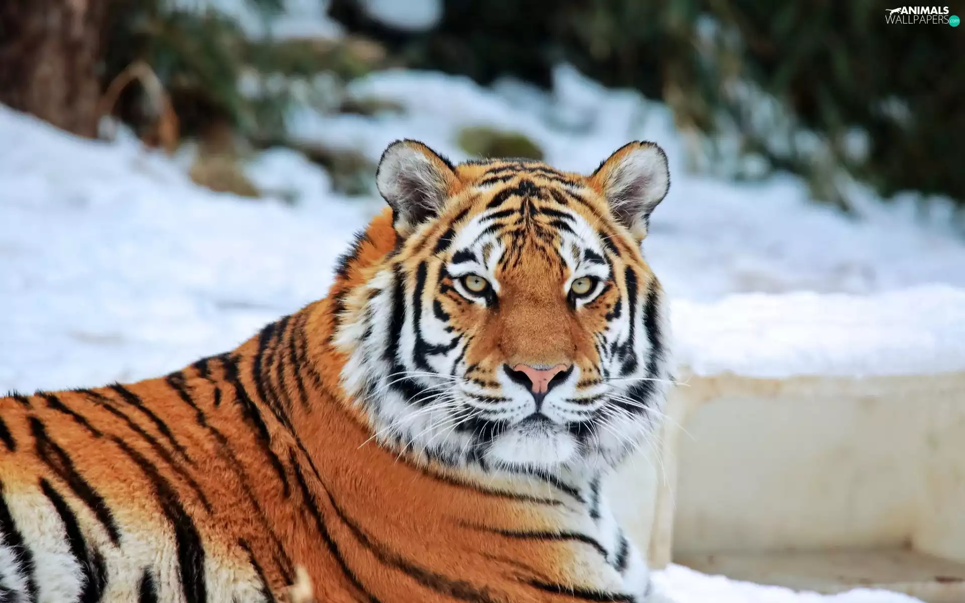 cat, tiger, zoo, winter, animal, wild