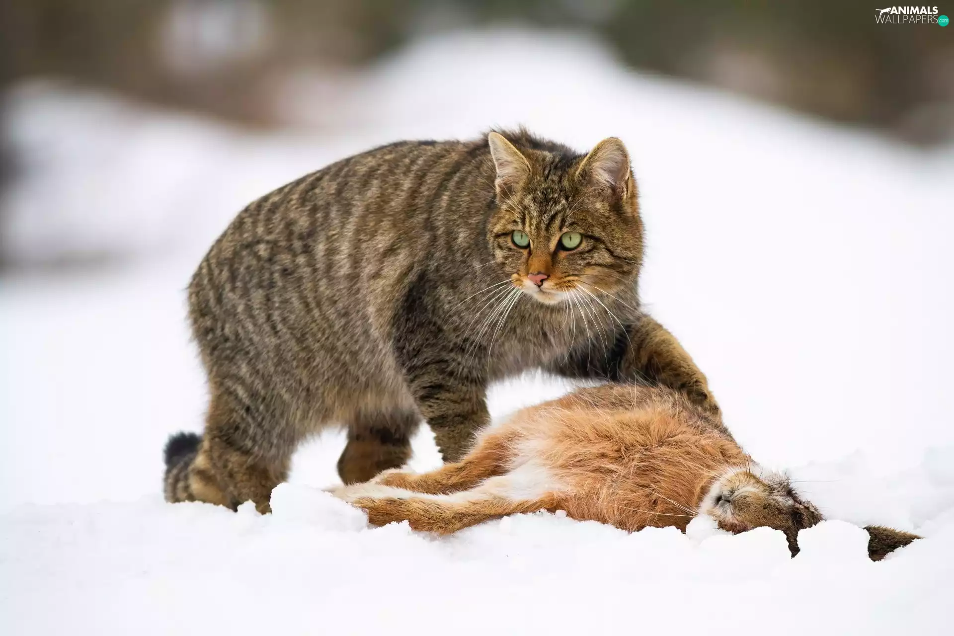 Wild Rabbit, hunting, winter, snow, wildcat