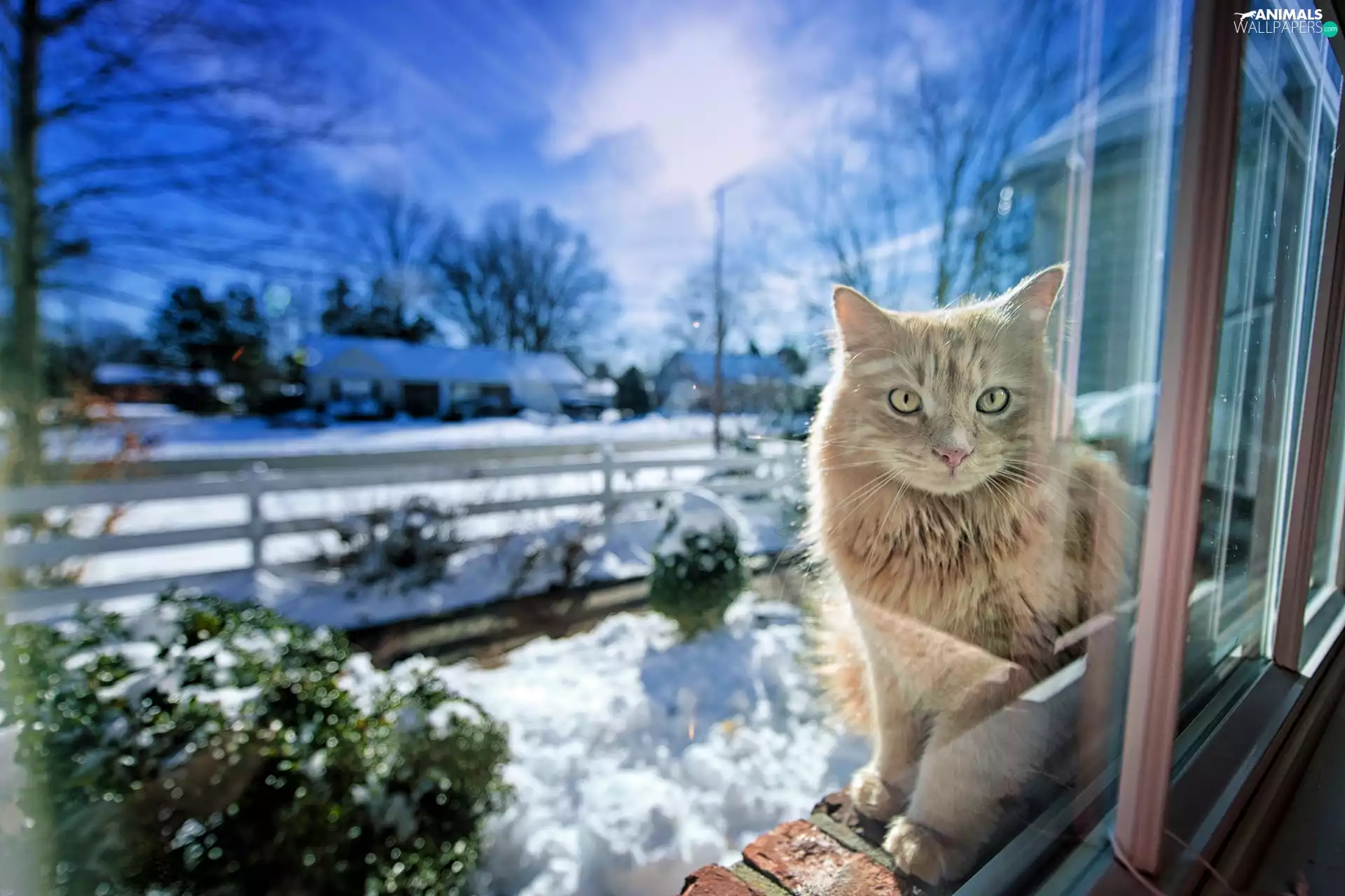 winter, cat, Window