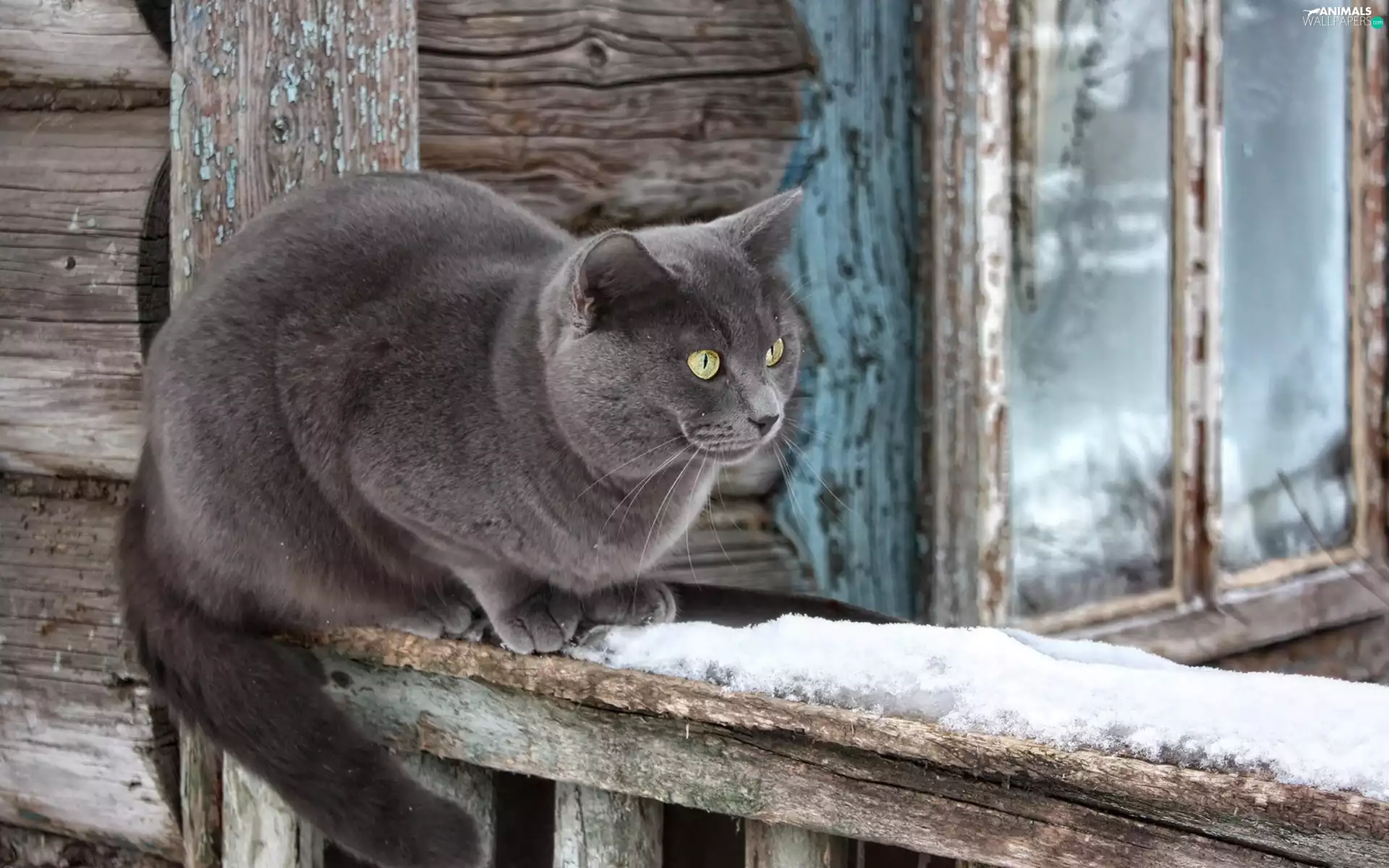hand-rail, Window, winter, Wooden, British Cat
