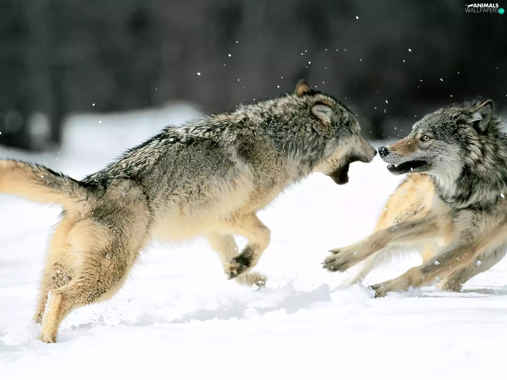 winter, two wolves
