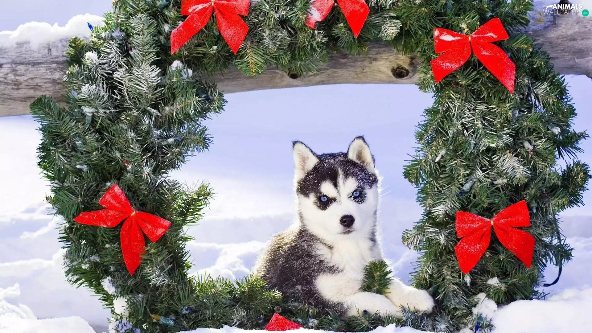 wreath, Siberian Husky, winter