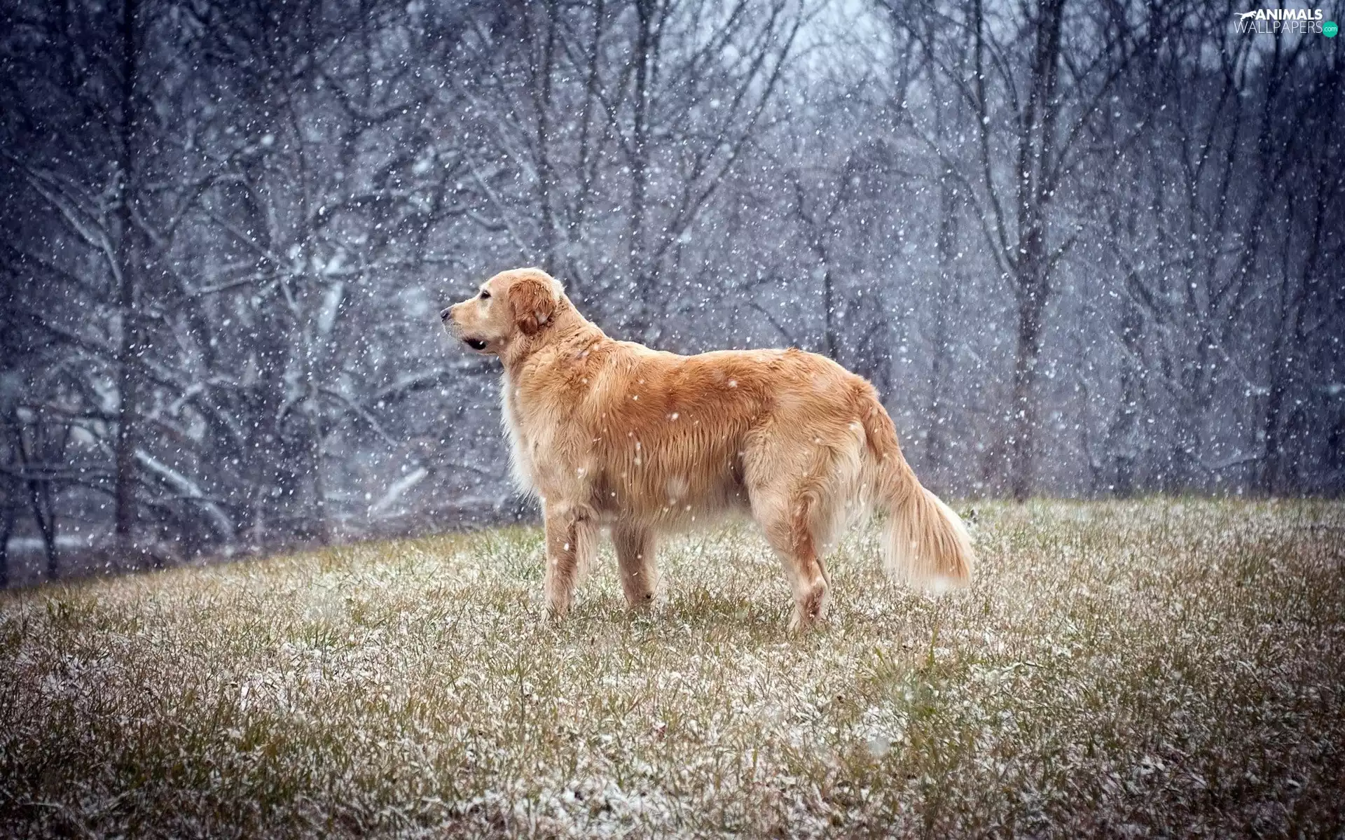 Golden Retriever, beginning, Winters