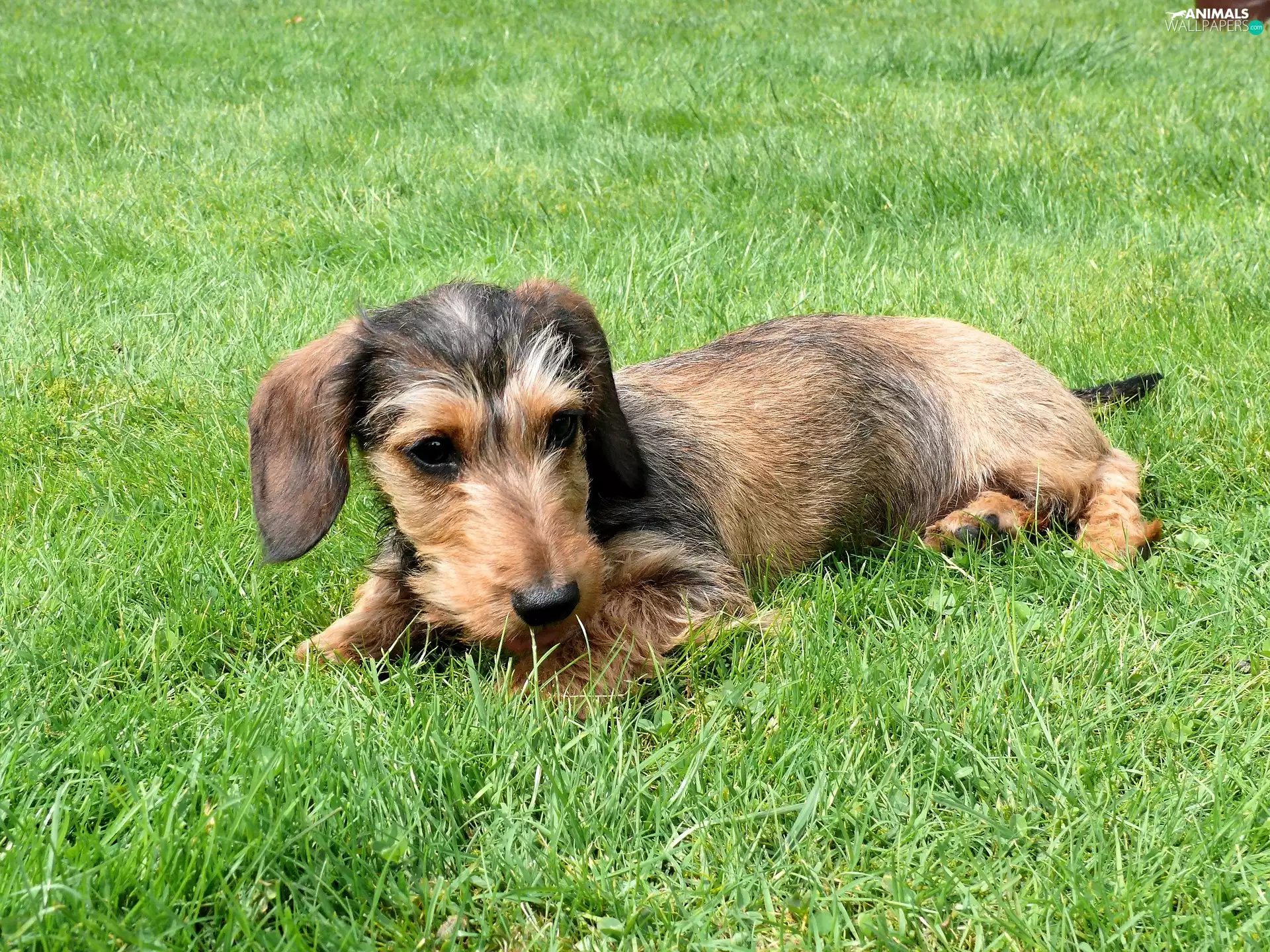 Wirehaired Dachshund, grass