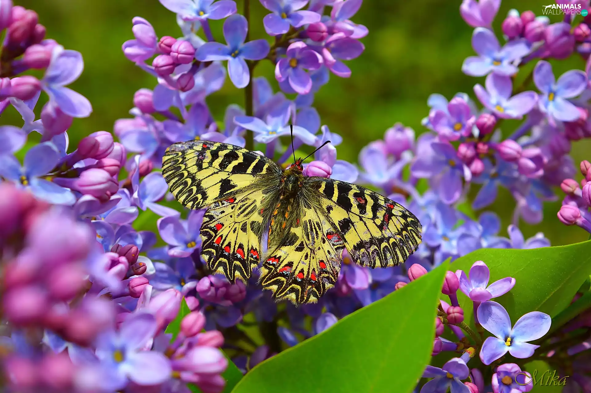 Flowers, color, butterfly, without