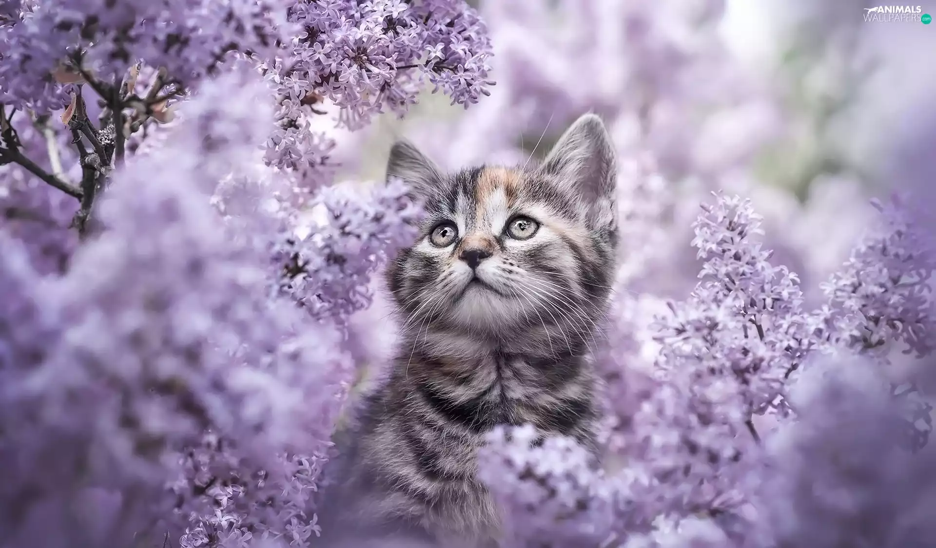 without, cat, Flowers