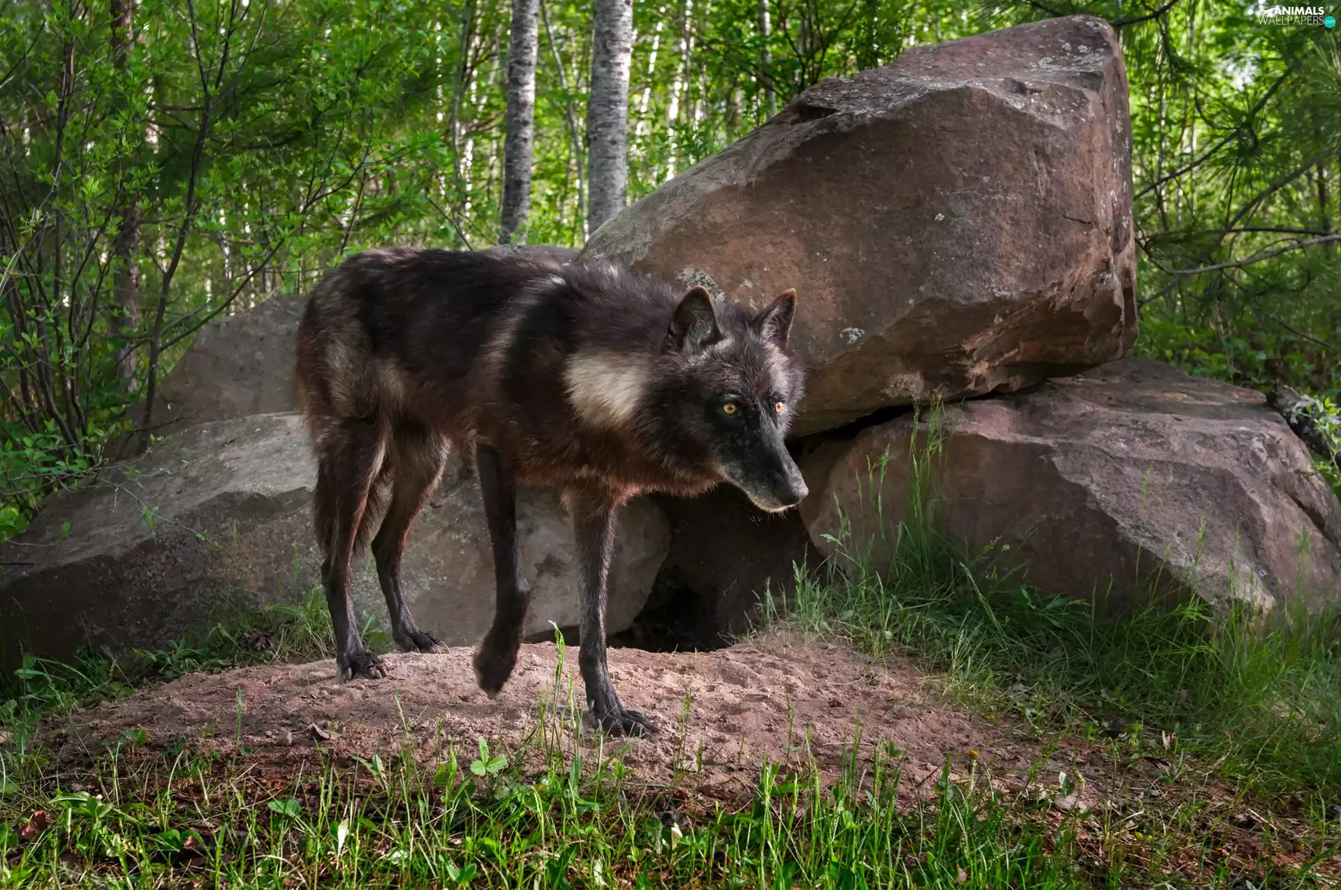 Black, forest, Stones, Wolf
