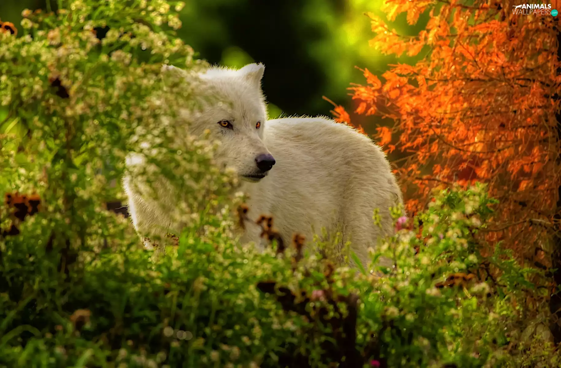 Wolf, autumn, forest