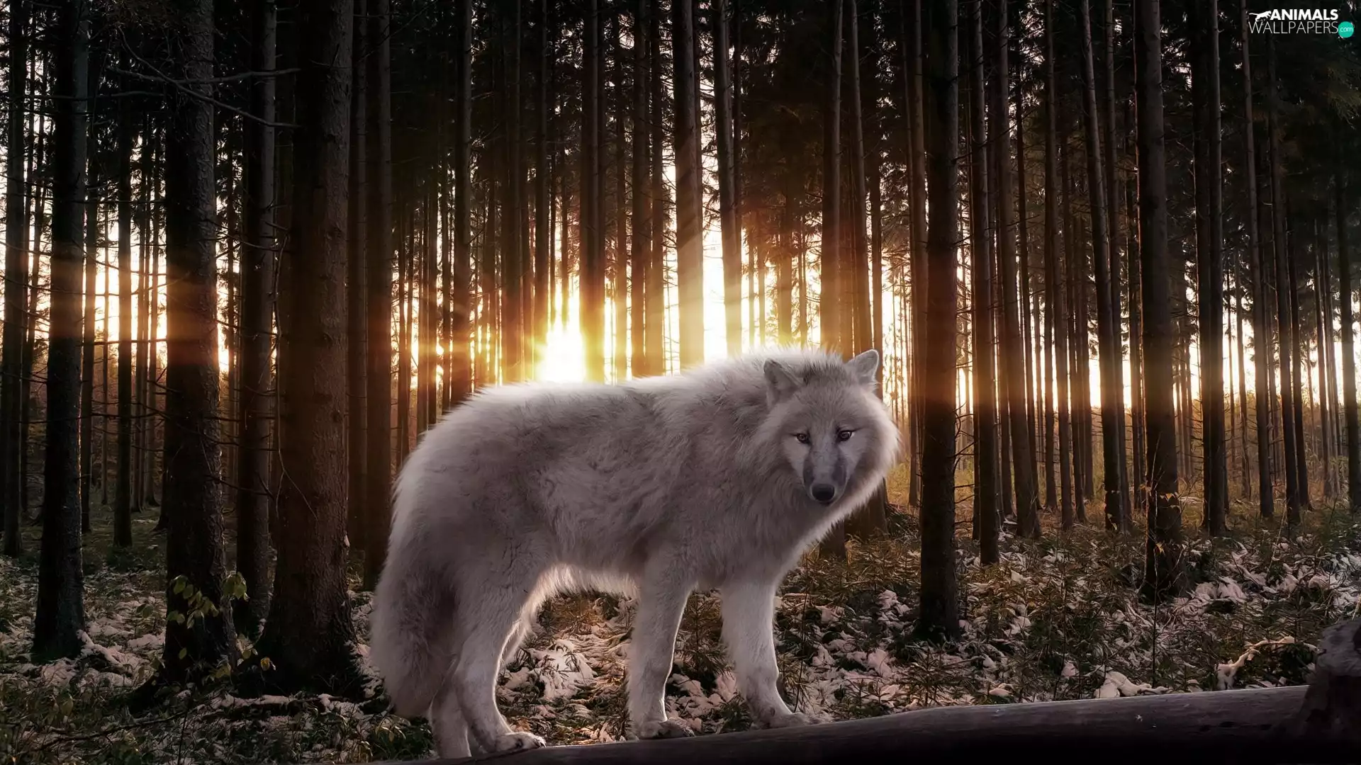 sun, Wolf, forest, rays, winter