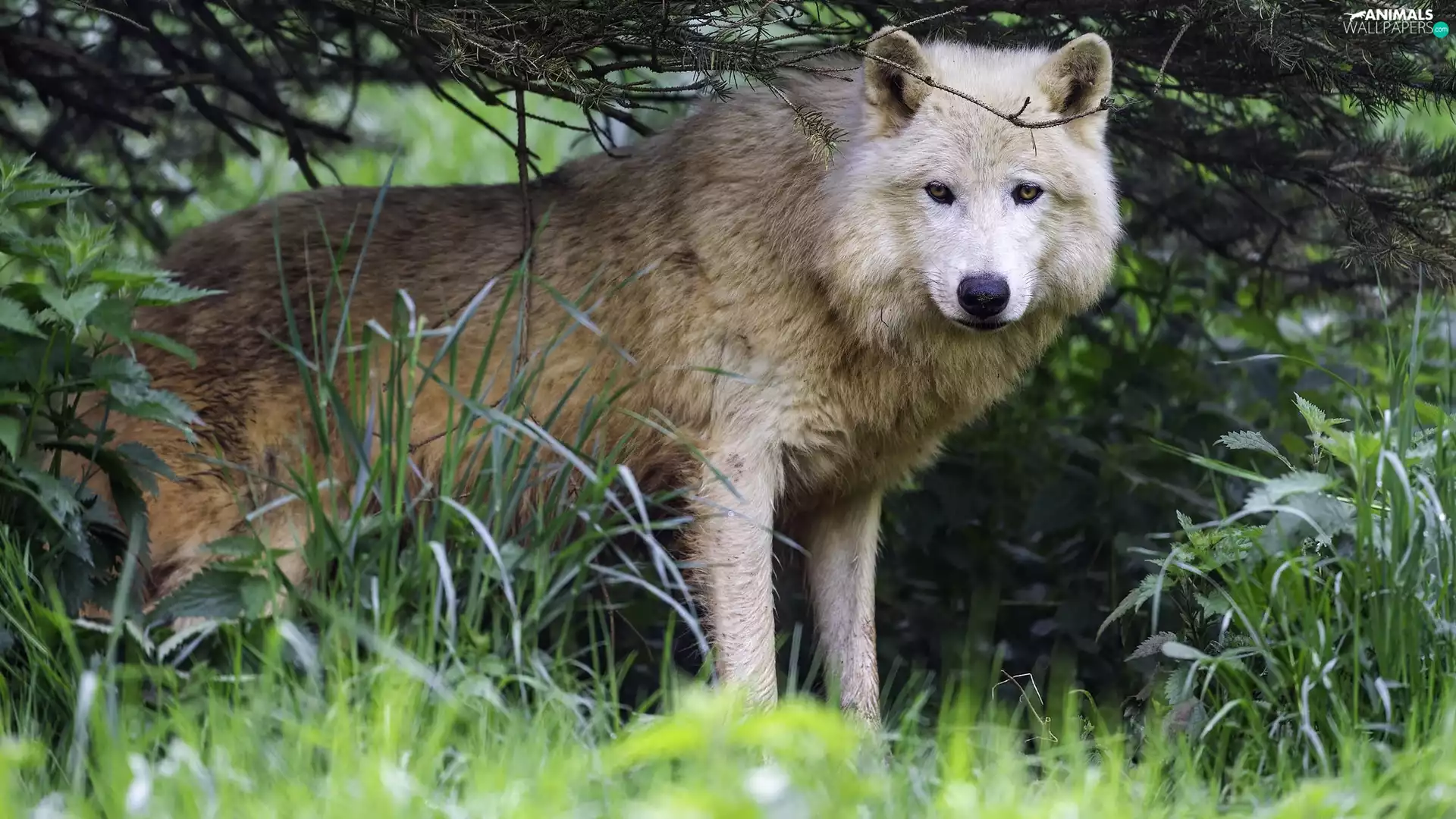 Polar Wolf, grass, Twigs, Green