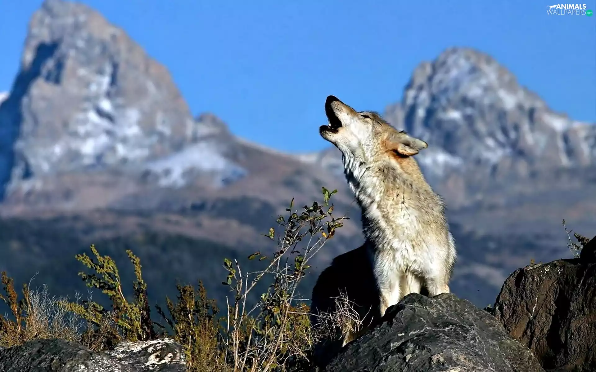 howling, Mountains, rocks, Wolf