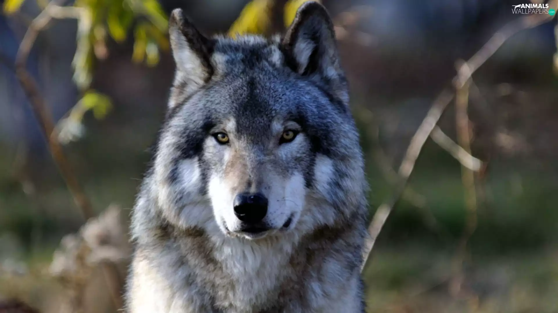 Wolf, The look