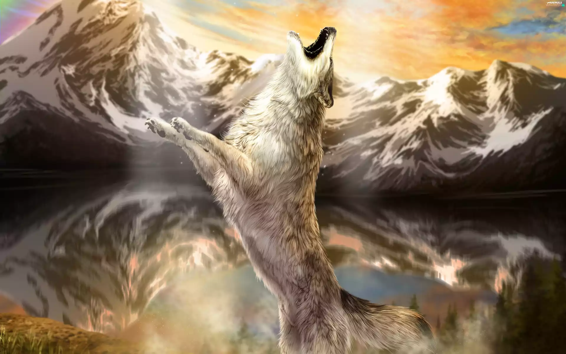 Wolf, Mountains