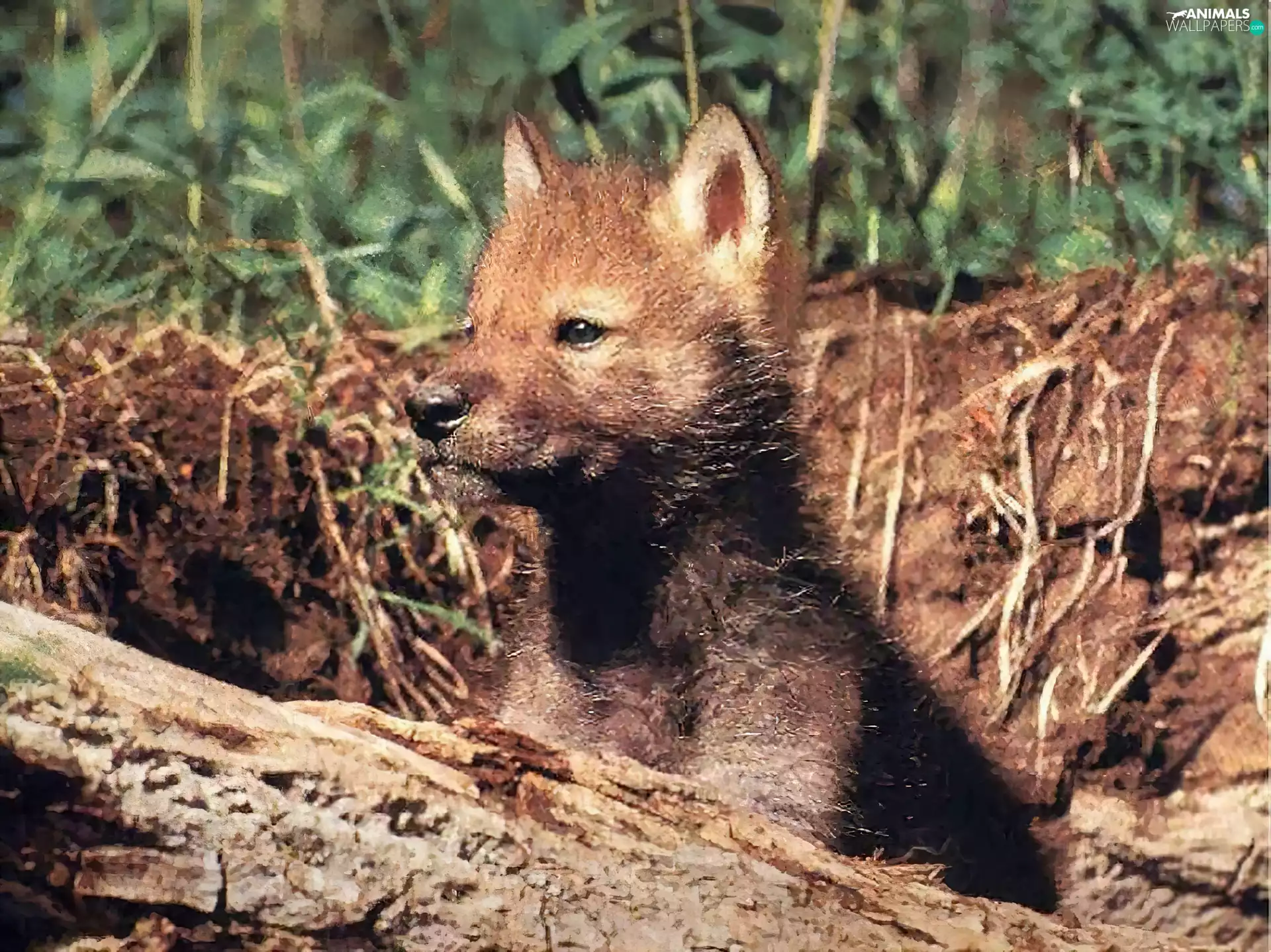 Wolf, Puppy