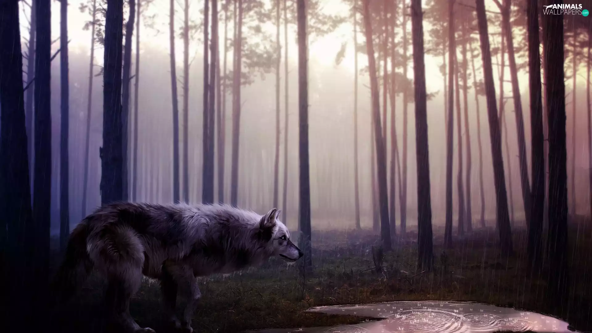 Wolf, forest, Rain