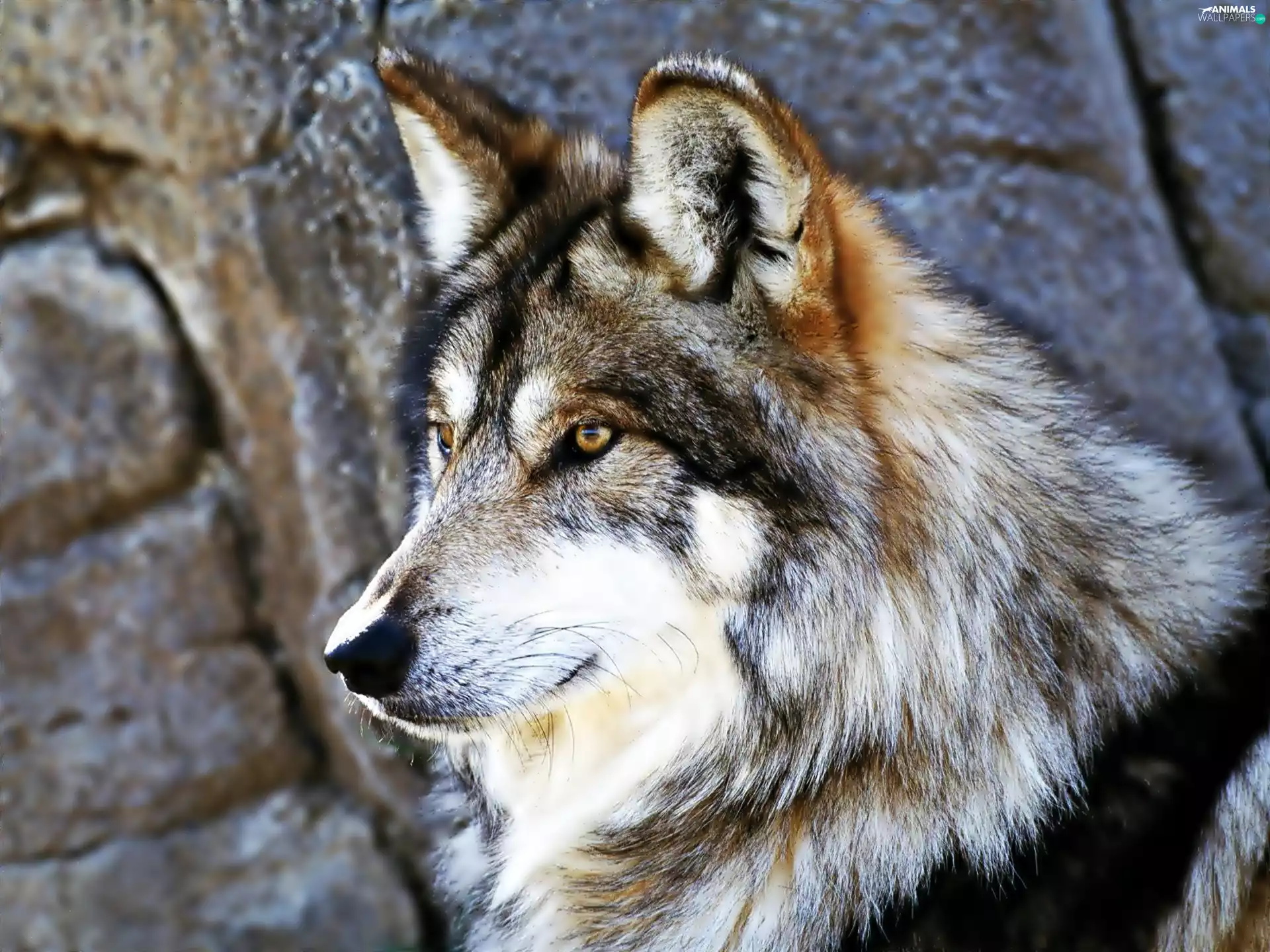 Wolf, Rocks