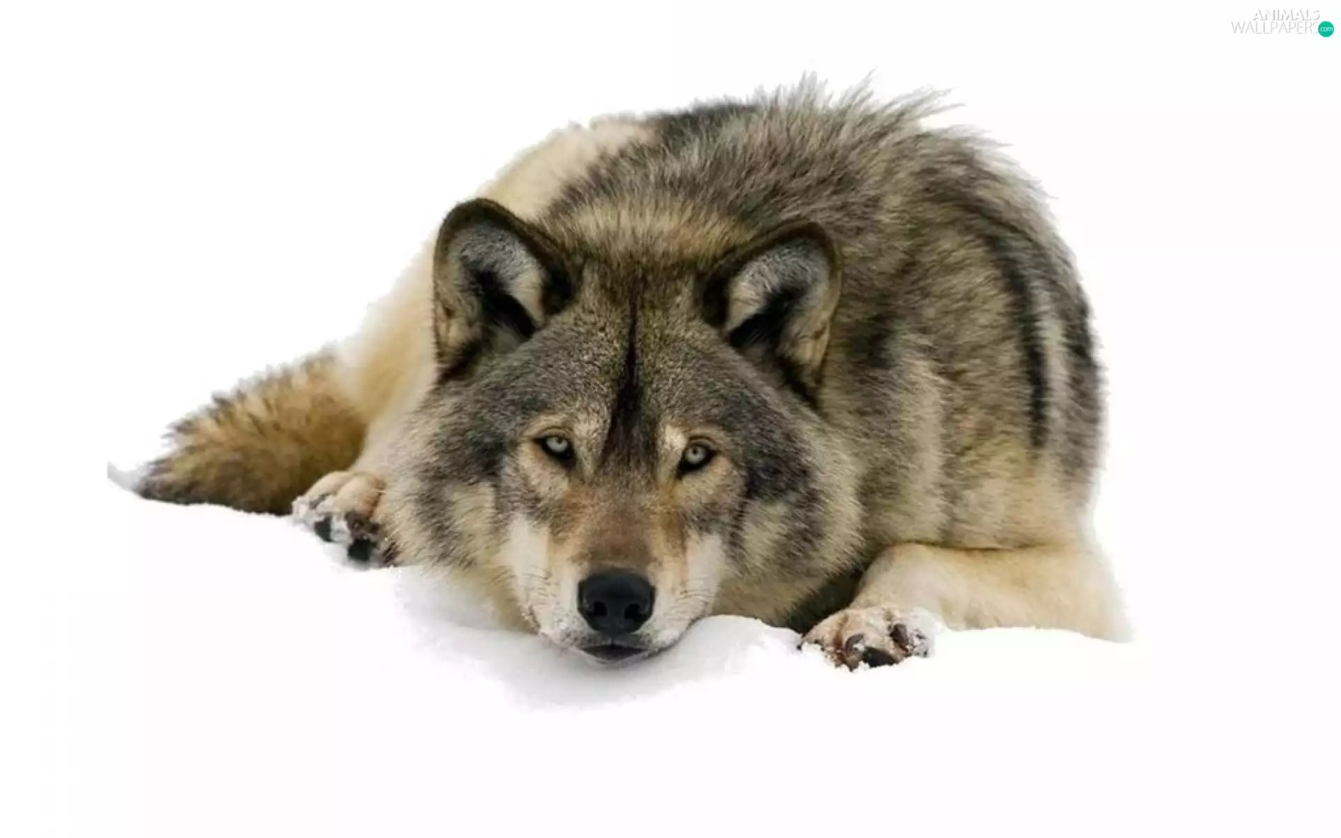 Wolf, snow