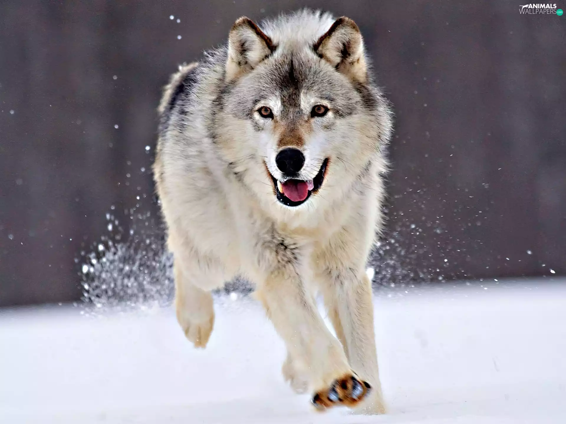 Wolf, snow