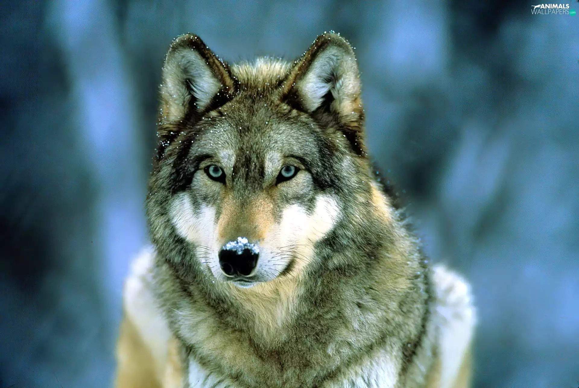 Wolf, snow